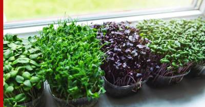 Огород на подоконнике: какую зелень легко вырастить дома