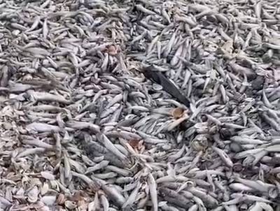 Тонны мертвой рыбы усыпали берег Цимлянского водохранилища