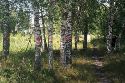 Глава Карелии прокомментировал снос деревьев под ФАП в Пийтсиёки