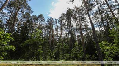Участок леса с реликтовым плющом обнаружили в Беловежской пуще