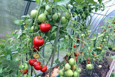 Чтобы не чернели высаженные помидоры