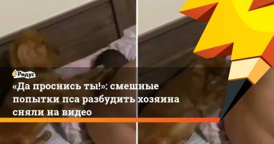 «Да проснись ты!»: смешные попытки пса разбудить хозяина сняли на видео