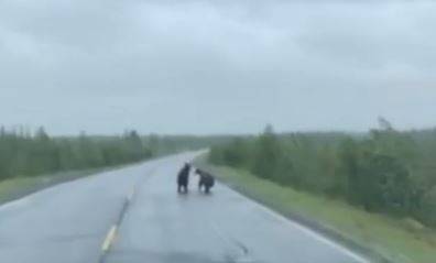 В ЯНАО посреди дороги подрались два медведя