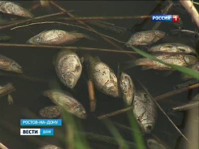 В минприроды Ростовской области подтвердили информацию о массовой гибели рыбы на берегу Цимлянского водохранилища