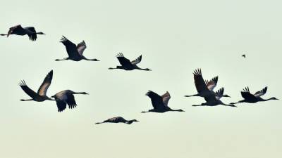 Перелетные птицы поднялись на рекордную высоту