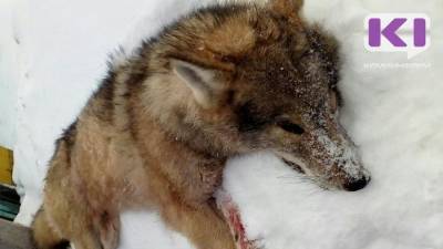 В Минприроды Коми начинаются выплаты вознаграждений за волков, добытых в 2021 году