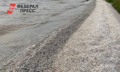 Жители: «В Ростовской области рядом с АЭС массово погибла рыба»