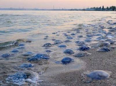 Пляжи Бердянска после мощного шторма засыпало медузами