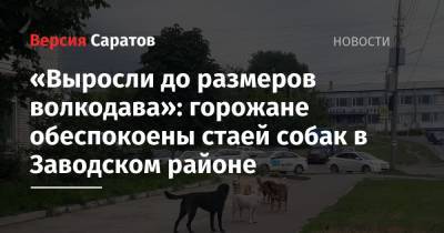 «Выросли до размеров волкодава»: горожане обеспокоены стаей собак в Заводском районе
