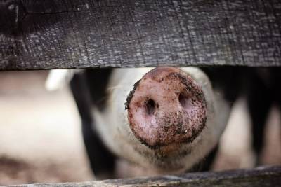 Африканская чума свиней обнаружена в Воротынском районе