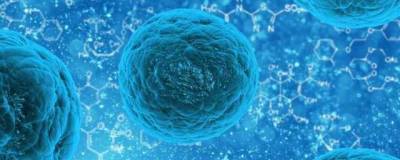 Ученые выявили, что раковые клетки способны «есть себя для выживания»