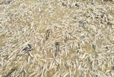 На берегу Цимлянского водохранилища обнаружено несколько тонн мёртвой рыбы
