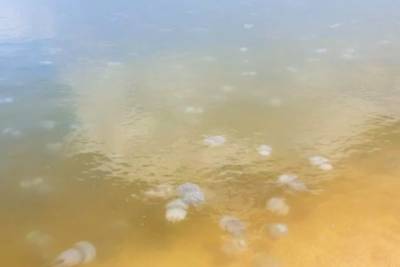Туристы пожаловались на нашествие медуз в Азовском море и зеленую воду в Затоке