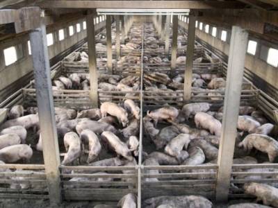 Газовые камеры и купирование хвостов без анестезии: каким пыткам подвергаются свиньи на промышленных фермах - unn.com.ua - Украина - Киев - Англия