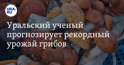 Уральский ученый прогнозирует рекордный урожай грибов. Условия