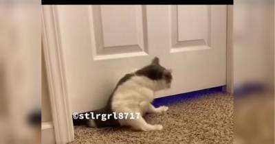 Кішка пролізла в неймовірно вузьку щілину, довівши, що «коти — це рідина» — відео
