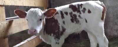В России клонировали теленка и хотят выращивать генно-модифицированный скот