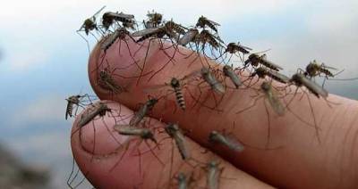 В Крыму началось нашествие комаров, "тучи" насекомых не дают туристам покоя
