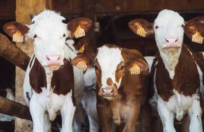 Число семейных молочных ферм в Украине выросло до 100