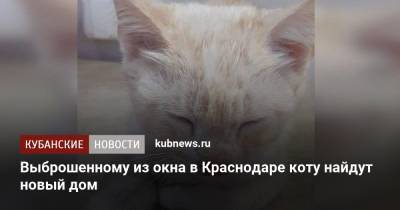 Выброшенному из окна в Краснодаре коту найдут новый дом