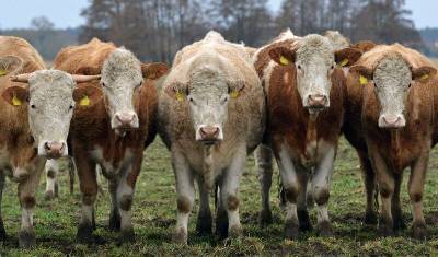 Российские ученые отметили первую годовщину клонированного теленка