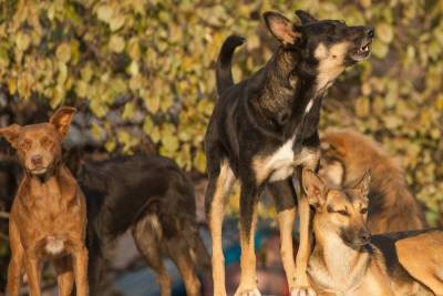 Окруженная стаей собак новгородка развлекала животных песнями