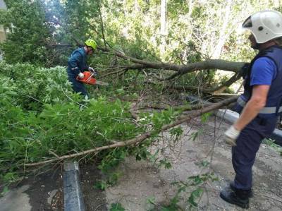 В Ульяновске за неделю снесут почти 100 аварийных деревьев