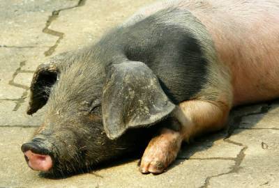 Африканскую чуму свиней обнаружили в Сергачском районе