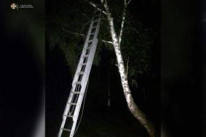 Мальчик забрался на 8-метровое дерево, спасаясь от травли сверстниками