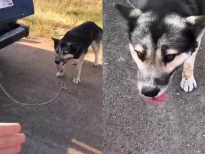 Житель Башкирии привязал собаку к машине и волок ее по проезжей части