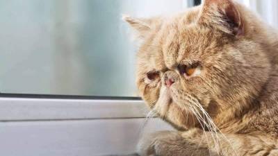В Австралии власти запретили котам выходить на улицу: владельцев будут штрафовать