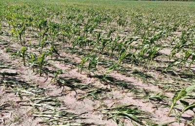 Проливные дожди уничтожают урожай зерновых в Украине