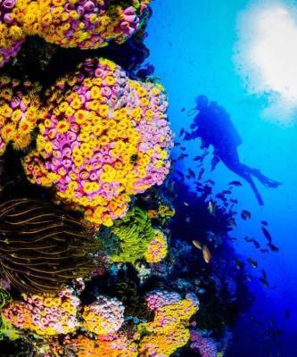 Eco-ELLE: как выбрать солнцезащитное средство, чтобы не навредить популяции кораллов