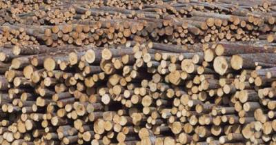 На Луганщине дельцы продавали "сгоревший" в прошлом году лес