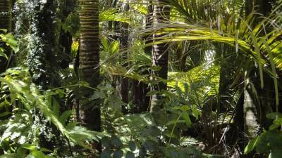 В лесах Малайзии обнаружили новый, очень редкий вид растений и мира