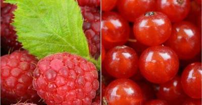 От малины до клюквы: о чем говорит «ягодный» цвет менструаций