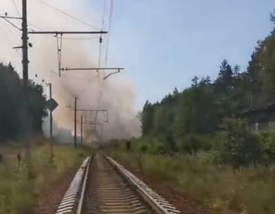 Лесной пожар у Соснового Бора попал на видео