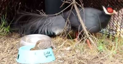 В Калининградском зоопарке «овдовевшая» фазаниха высидела яйцо цесарки и воспитывает птенца (видео)