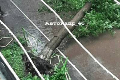 В Курске после дождя выявили 8 провалов в асфальте и 13 упавших деревьев
