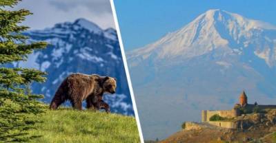В Турции огромный медведь-призрак набросился на 7-х туристов