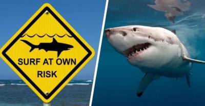 На Красном море акула выпрыгнула из воды и откусила ногу у туриста на параплане. ВИДЕО