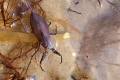 Могут укусить человека: на киевском пляже заметили скорпиона