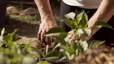 Британский садовод дал советы по правильному уходу за летним огородом