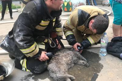Спасение кошки из горящей квартиры в Волгограде попало на видео