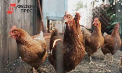 Из-за птичьего гриппа закрыли на карантин тюменскую деревню