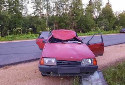 Две женщины пострадали в столкновении легковушки с лосем на дороге в Тверской области