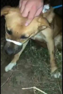 В Астрахани осудят двух живодеров, издевавшихся над собакой