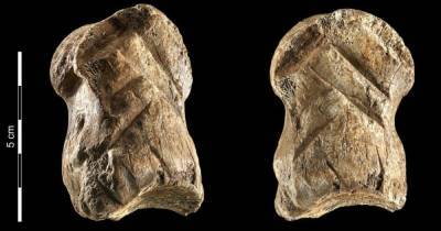 Резная кость оленя: археологи нашли древнейшее произведение искусства