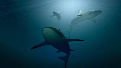 В Карибском море за 7 тыс. лет численность акул сократилась на 71%