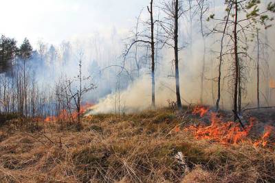 За сутки в Ивановской области случились два лесных пожара